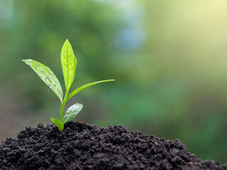 Sapling 