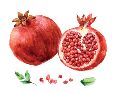 Watercolor hand drawn illustration Pomegranate fruit whole and half isolated on white background. Vector illustration