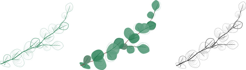 Eucalyptus branches collection.Set of differents green and black eucalyptus branches. Natural leaves and branches designer art tropical elements . Hand drawn,one line eucalyptus leaves and branches. © Tally 18