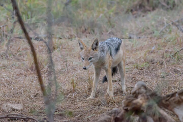 Naklejka na ściany i meble The black-backed jackal, also called the silver-backed jackal, is a medium-sized canine native to eastern and southern Africa..