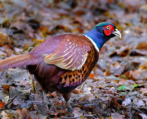 Pheasants are birds of several genera within the family Phasianidae in the order Galliformes. Although they can be found all over the world in introduced populations.