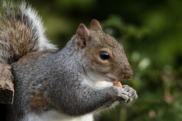 Obraz premium The eastern gray squirrel, also known, particularly outside of North America, as simply the grey squirrel, is a tree squirrel in the genus Sciurus