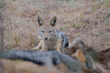 The black-backed jackal, also called the silver-backed jackal, is a medium-sized canine native to eastern and southern Africa..