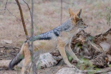 The black-backed jackal, also called the silver-backed jackal, is a medium-sized canine native to eastern and southern Africa..
