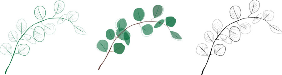 Eucalyptus branches collection.Set of differents green and black eucalyptus branches. Natural leaves and branches designer art tropical elements . Hand drawn,one line eucalyptus leaves and branches.