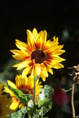 Sonnenblumen - 562064068