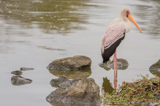 The yellow-billed stork. Birdwatching at the watering place in South Africa.