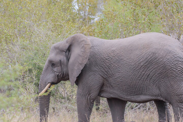Fototapeta premium African elephants are a genus comprising two living elephant species, the African bush elephant and the smaller African forest elephant.