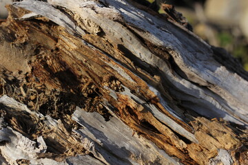 background structure of the bark of an old tree close-up
