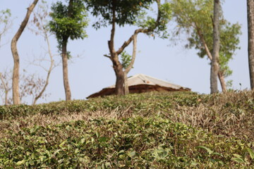 Fototapeta na wymiar A tin house can be seen in the natural environment