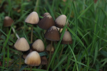 green meadow where many mushrooms grow