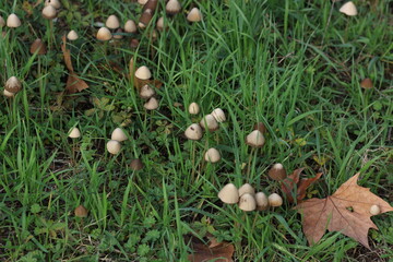 green meadow where many mushrooms grow