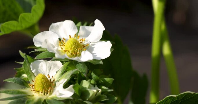 Strawberries with white blossom growing at the farm