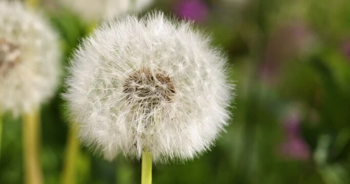 Slow motion of dandelions on meadow natural background