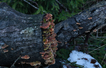 Fungi and lichens on tree trunk 