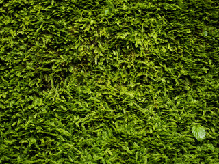 Hare cabbage. Green moss. Beautiful