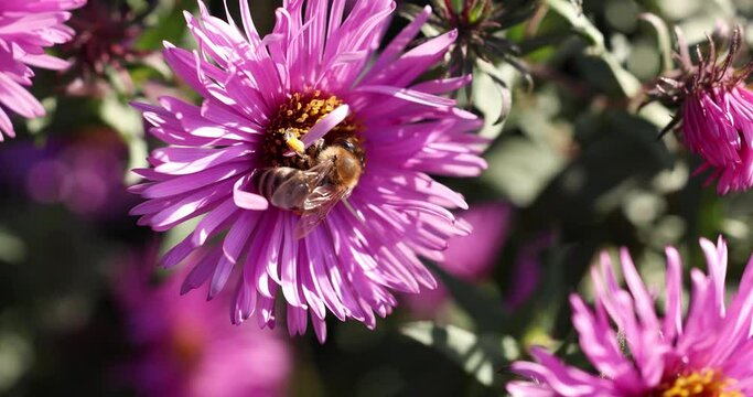 Honey bee feeding on a lilac aster alpinus flowers