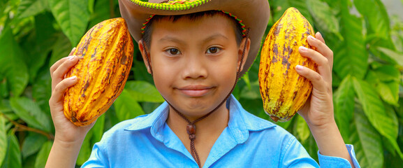 agriculture yellow ripe cacao pods in the hands of a boy farmer, harvested in a cocoa plantation