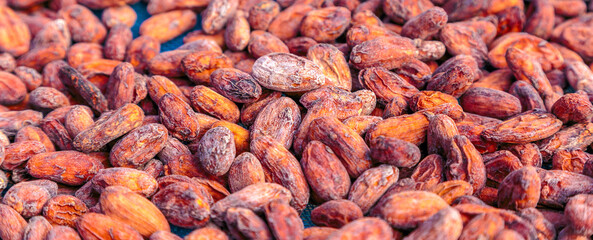 Close-up of Dried  brown cocoa bean background Aromatic brown Cocoa beans and cocoa seed  concept with raw materials of Chocolat