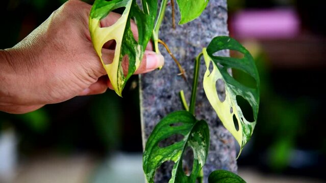 Cutting the Monstera Acuminata Albo Varigated in the pot fot plant