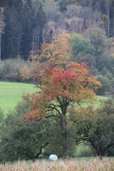 Im Herbst der Natur - 562068004