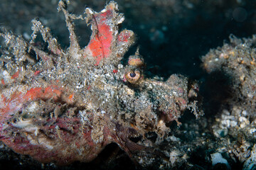 A goblinfish or sea goblin or spiny devilfish crawling on the bottom covered with sand