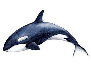 Killer whale (Orcinus orca) , realistic watercolor illustration. Wild inhabitants of the seas and oceans of the Arctic. Isolated image on a white background.