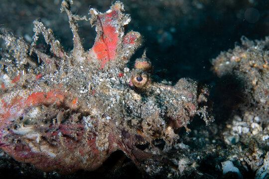 A goblinfish or sea goblin or spiny devilfish crawling on the bottom covered with sand