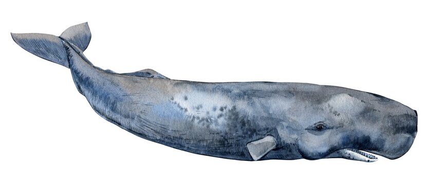 The sperm whale is isolated on a white background. Watercolor illustration, hand drawn. Large male cachalot.