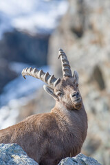 Alpine ibex or wild goat (Capra ibex) portrait against snowy slopes background, Italian Alps, Monviso natural Park.	
