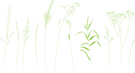 Field and meadow herbs, green outline, trend sketch for eco design. Sketch of medicinal plants, vector drawing for packaging or textile.