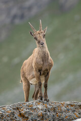 Female alpine ibex (Capra ibex) standing on a rock and looking curiously in a summer day in the Italian Alps, Monviso natural park.