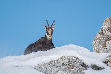 Alpine chamois or alpine goat (Rupicapra rupicapra) sitting on a snowy peak against a clear blue sky in the soft light of twilight. Italian alps mountains, Piedmont