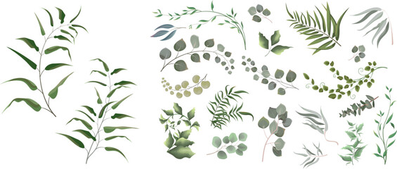 A large collection of herbs and plants. Green plants on a white background. Eucalyptus and other leaves 