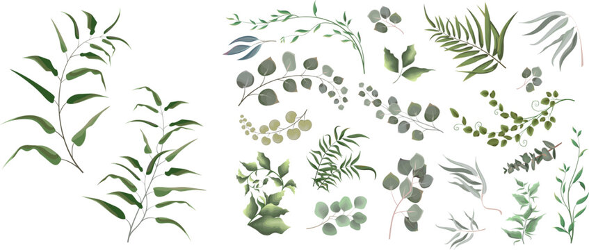 A large collection of herbs and plants. Green plants on a white background. Eucalyptus and other leaves © Alena