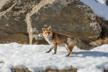 Red fox (Vulpes vulpes) running on a rocky and snowy alpine slope in a sunny day in winter. Italian Alps.