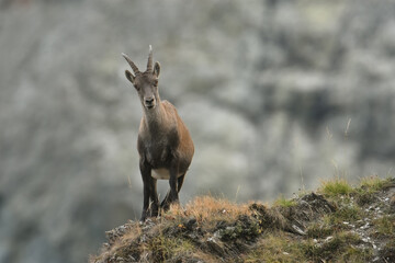 Naklejka na ściany i meble Female Alpine ibex or wild goat (Capra ibex) standing on the edge of a ridge against blurred rocky slopes in the background, Italian Alps, Piedmont. Monviso natural Park. June