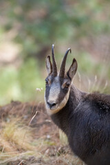 Female alpine Chamois (Rupicapra rupicapra) portrait agaist forest soft background. Italian Alps, Piedmont.