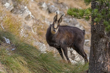 Male Alpine chamois (Rupicapra rupicapra) standing nearby a pine tree with hanging out tongue in typical enviroment. High mountain wild goat, Piedmont Alps, Italy.