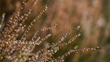 Macro de tiges de bruyère sauvages