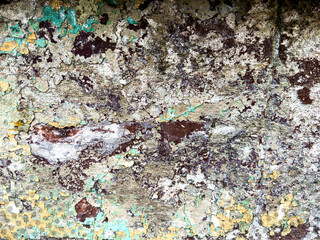 texture of the bark of a tree