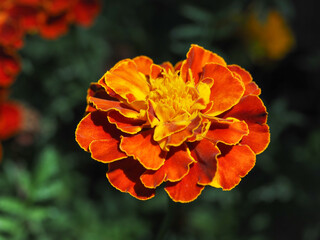 Tagetes patula, colorful flowers, close up. French marigold is herbaceous, flowering plant in the daisy family Asteraceae.