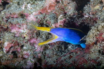 Fototapeta na wymiar Blue yellow eel or ribbon eel with open mouth