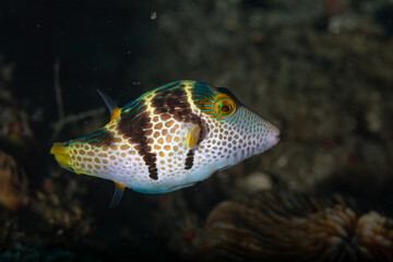 Striped and spotted boxfish on the reef