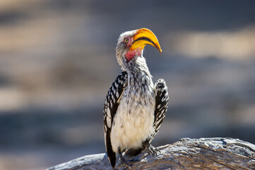 Southern Yellow-billed Hornbill ( Tockus leucomelas) Kgalagadi Transfrontier Park, South Africa