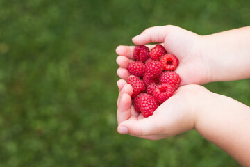little girl child holding a handful of red berries,raspberries