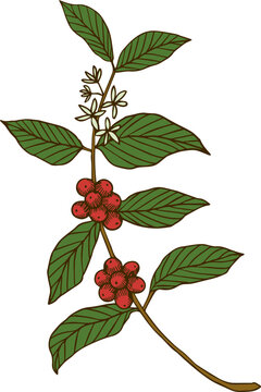 Coffee,coffee beans,plant,hand drawn,tree,