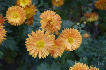Amber yellow flowers of Chrysanthemums in November