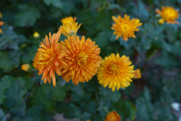Bunch of vibrant orange flowers of Chrysanthemums in October