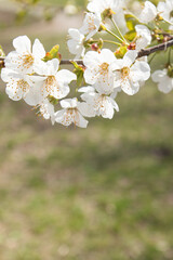 Spring bloom white flowers. Cherry blossom twigs